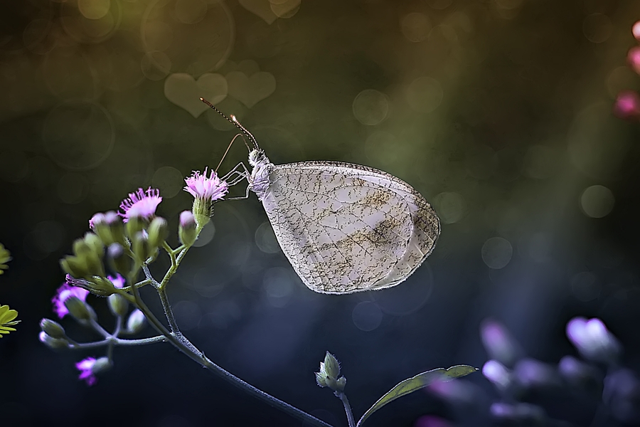 Beautiful Day by Muhammad Miftah